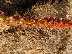 Acalypha depressinerva