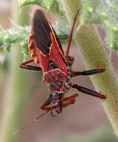 Desert Bee Assassin photo 5