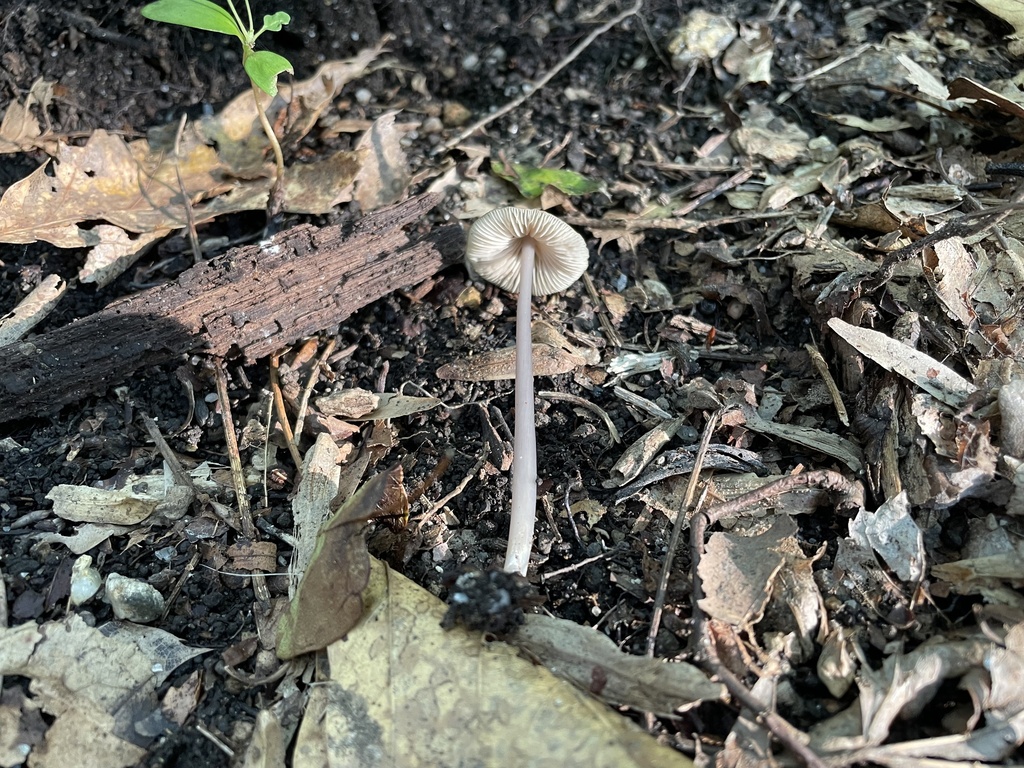 Pinkgills from Black River Rd, Bethlehem, PA, US on August 17, 2023 at