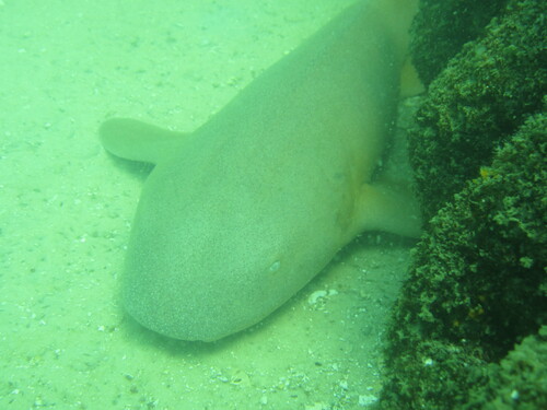 Nurse shark (Ginglymostoma cirratum) — Ginglymostomatidae — 4
