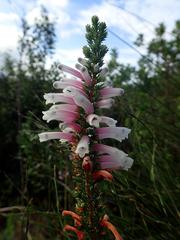 Erica perspicua perspicua