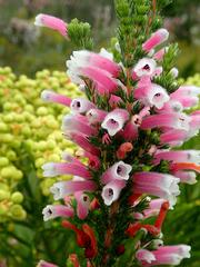 Erica perspicua perspicua