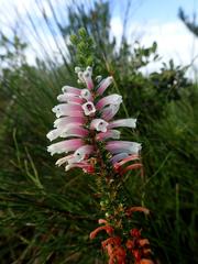 Erica perspicua perspicua