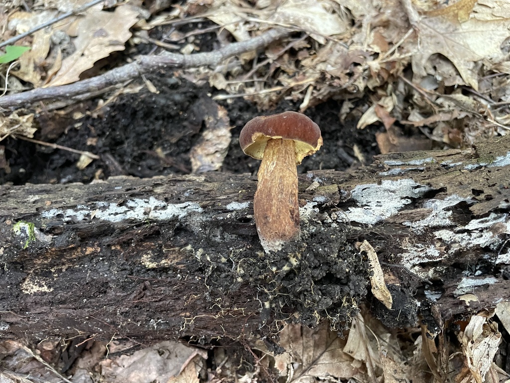 Boletellus chrysenteroides from Black River Rd, Bethlehem, PA, US on