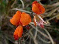 Tephrosia marginella