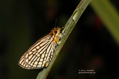 Metisella willemi