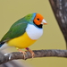 Gouldian Finch - Photo (c) 
lwolfartist, some rights reserved (CC BY)