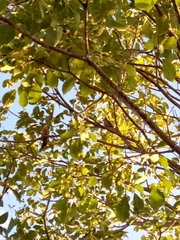 Melanerpes