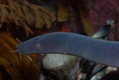 Eptatretus hexatrema