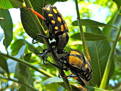 Mecynorhina passerinii