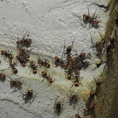 Dolichoderus quadridenticulatus