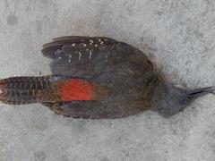 Geocolaptes olivaceus