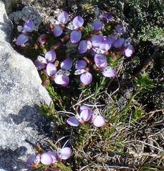 Polygala wittebergensis