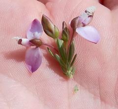 Polygala wittebergensis