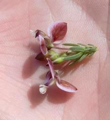 Polygala wittebergensis