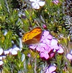 Chrysoritis chrysaor