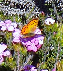 Chrysoritis chrysaor