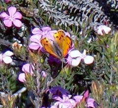 Chrysoritis chrysaor