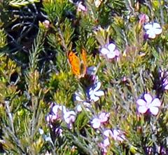 Chrysoritis chrysaor
