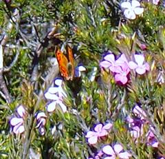 Chrysoritis chrysaor