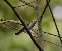 Chrysococcyx minutillus