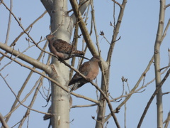 Streptopelia orientalis