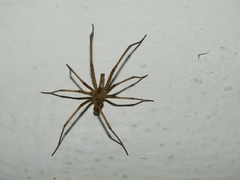 Kukulcania hibernalis