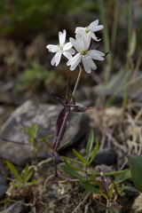 Silene repens