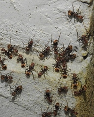 Dolichoderus quadridenticulatus