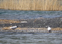 Ichthyaetus relictus