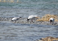 Ichthyaetus relictus