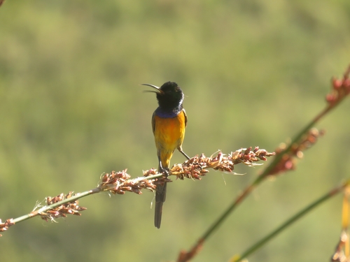 Orange-breasted Sunbird (Anthobaphes violacea), photo 10