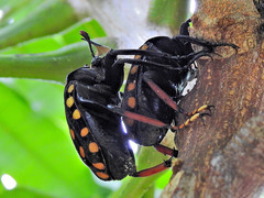 Mecynorhina passerinii