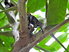 Mecynorhina passerinii