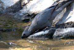 Corythaixoides concolor bechuanae