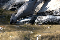 Corythaixoides concolor bechuanae