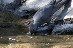Corythaixoides concolor bechuanae