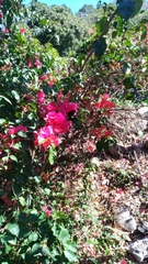 Papilio nephelus chaonulus