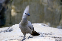 Corythaixoides concolor bechuanae