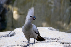 Corythaixoides concolor bechuanae