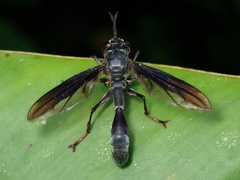 Physocephala aurifrons