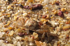 Scopimera intermedia