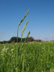 Gladiolus imbricatus