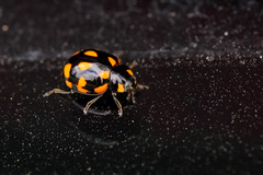 Coccinella leonina