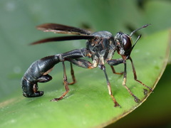 Physocephala aurifrons