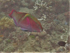 Scarus schlegeli