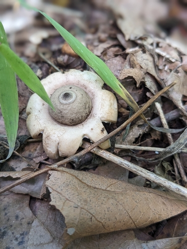 Geastrum