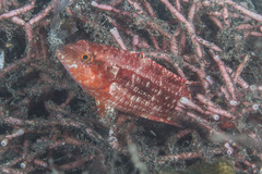 Oxycheilinus bimaculatus