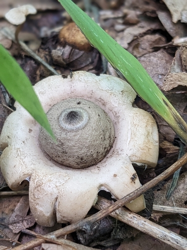Geastrum (Photo 2 of 2)