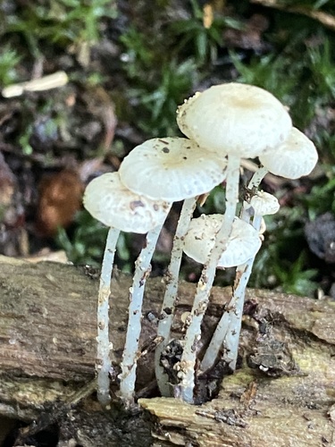 Resinomycena acadiensis